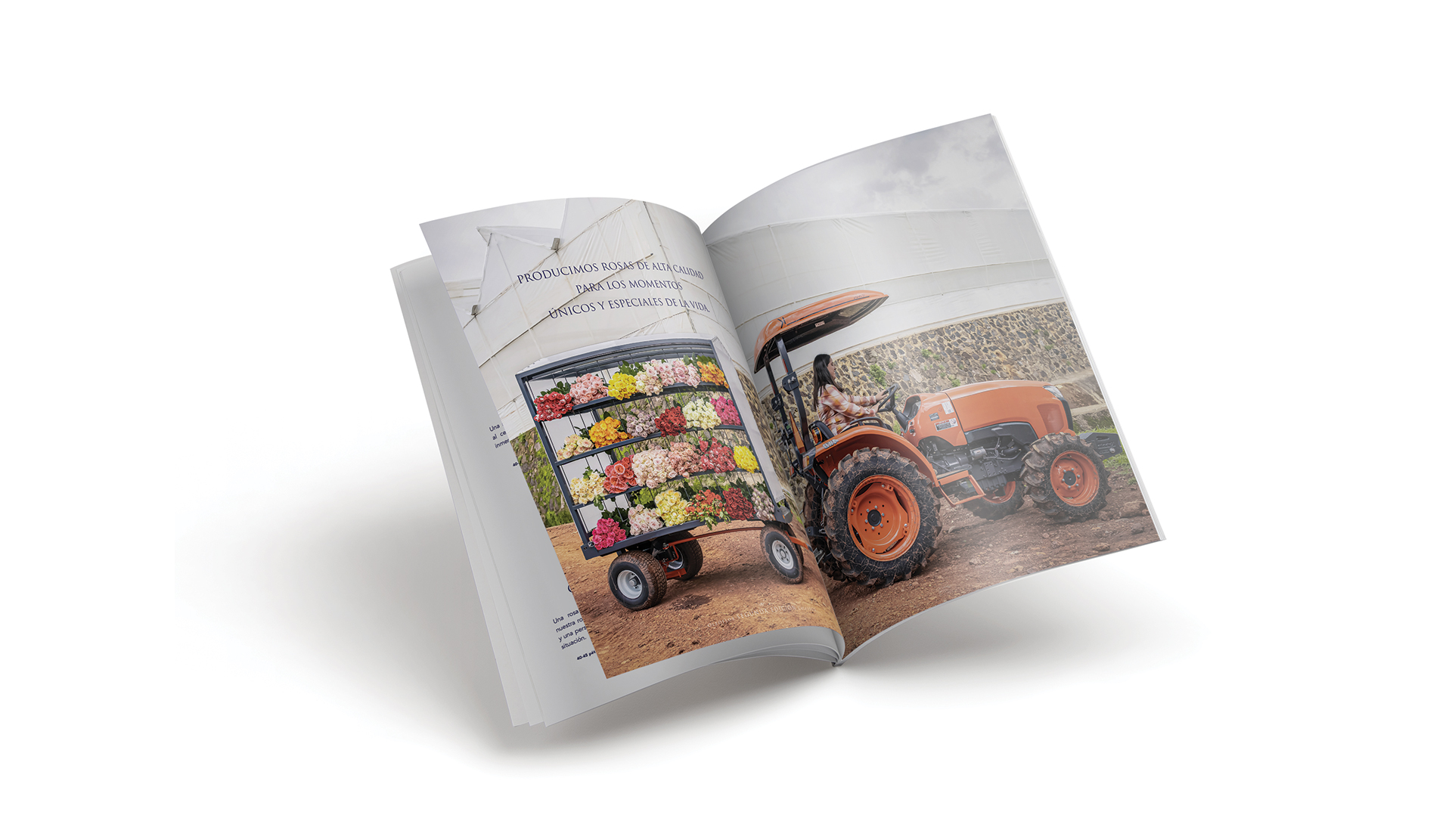 Oleoflor by Francia Serrano